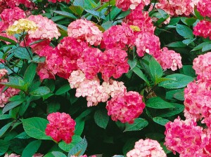 Hydrangea serrata Preziosa C5 40-  60