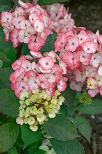 Hydrangea serrata Preziosa C5 40-  60