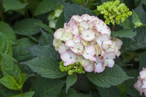 Hydrangea serrata Preziosa C5 40-  60