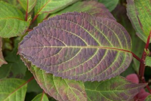 Hydrangea serrata Preziosa C5 40-  60