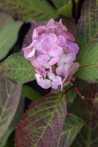 Hydrangea serrata Preziosa C5 40-  60