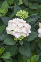 Hydrangea serrata Preziosa C5 40-  60