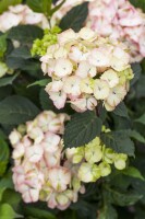 Hydrangea serrata Preziosa C5 40-  60