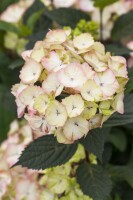 Hydrangea serrata Preziosa C5 40-  60