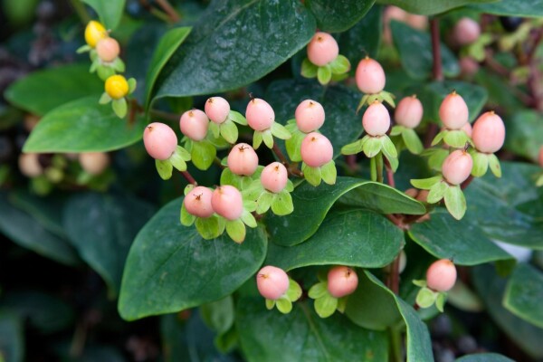 Hypericum inodorum Magical Beauty  -R- 11 cm Topf - Größe nach Saison,7 20-  30