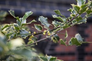 Ilex altaclerensis Golden King mehrjährig Stammhöhe 80 cm + Krone