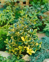 Ilex altaclerensis Golden King mehrjährig Stammhöhe 80 cm + Krone