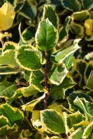 Ilex altaclerensis Golden King mehrjährig Stammhöhe 80 cm + Krone