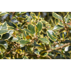 Ilex aquifolium Rubricaulis Aurea C 5 30-  40