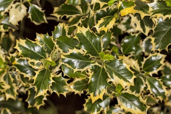 Ilex aquifolium Silver Queen C 5 30-  40