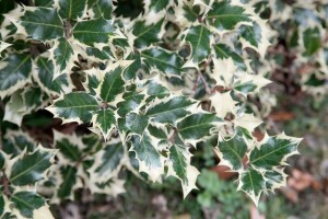 Ilex aquifolium Silver Queen C 5 30-  40