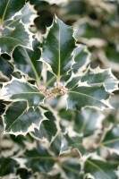 Ilex aquifolium Silver Queen C 5 30-  40