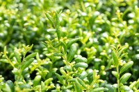 Ilex crenata Convexa C 40-  50