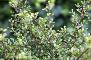 Ilex crenata Glorie Gem C 20-  30