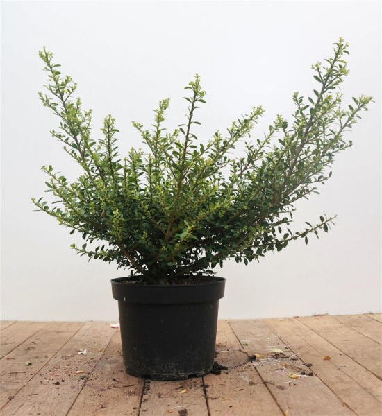 Ilex crenata Glorie Gem 30- 40 cm