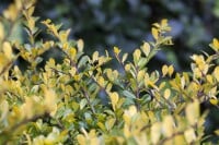 Ilex crenata Golden Gem 20- 30 cm