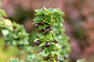 Ilex crenata Mariesii 2 L 25-  30