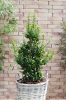 Ilex crenata Mariesii 2 L 25-  30