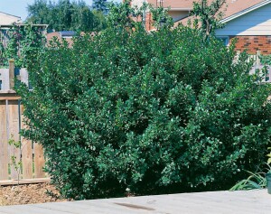 Ilex meserveae Blue Prince  -R- P 9 15- 20