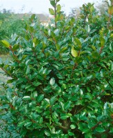 Ilex meserveae Blue Prince  -R- P 9 15- 20