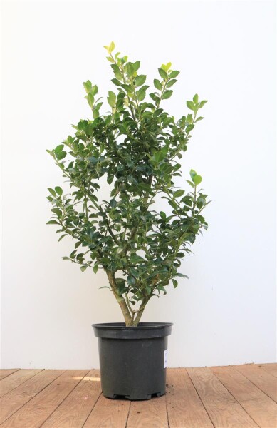 Ilex meserveae Heckenfee  -R- C 40-  50