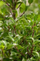 Ilex meserveae Heckenfee  -R- C 40-  50