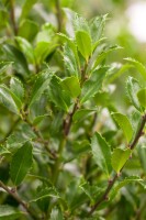 Ilex meserveae Heckenfee  -R- C 40-  50