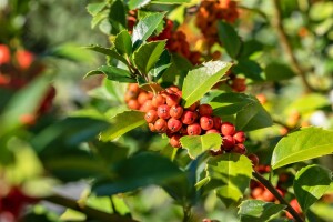 Ilex meserveae Heckenfee  -R- mehrjährig Stammhöhe 80 cm + Krone