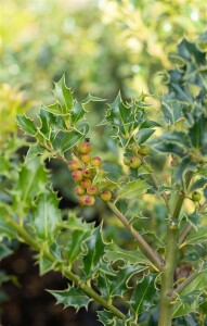 Ilex meserveae Heckenfee  -R- mehrjährig Stammhöhe 80 cm + Krone