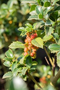 Ilex meserveae Heckenfee  -R- mehrjährig Stammhöhe 80 cm + Krone