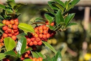 Ilex meserveae Heckenfee  -R- mehrjährig Stammhöhe 80 cm + Krone