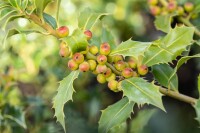 Ilex meserveae Heckenfee  -R- mehrjährig Stammhöhe 80 cm + Krone