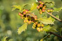 Ilex meserveae Heckenfee  -R- mehrjährig Stammhöhe 80 cm + Krone