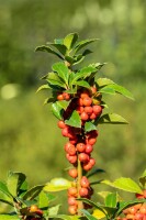 Ilex meserveae Heckenfee  -R- mehrjährig Stammhöhe 80 cm + Krone