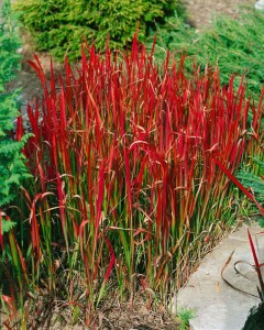 Imperata cylindrica Red Baron 40- 60 cm