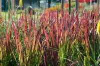 Imperata cylindrica Red Baron 40- 60 cm