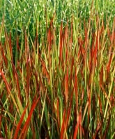 Imperata cylindrica Red Baron 40- 60 cm