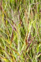 Imperata cylindrica Red Baron 40- 60 cm