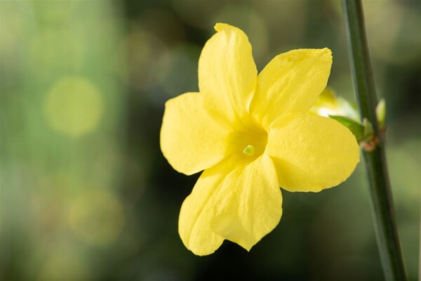 Jasminum nudiflorum 40- 60 cm