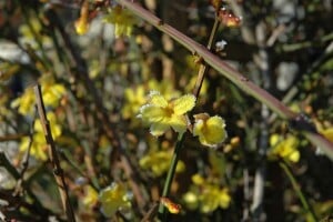 Jasminum nudiflorum 40- 60 cm