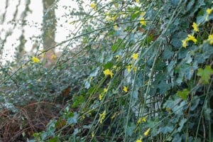 Jasminum nudiflorum 40- 60 cm