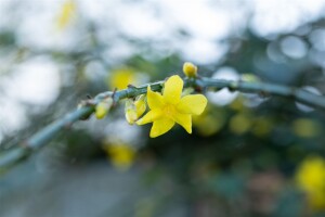 Jasminum nudiflorum 40- 60 cm