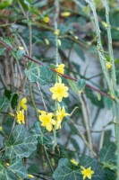 Jasminum nudiflorum 40- 60 cm