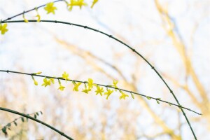 Jasminum nudiflorum 100- 150 cm