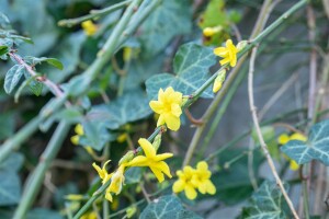 Jasminum nudiflorum 100- 150 cm