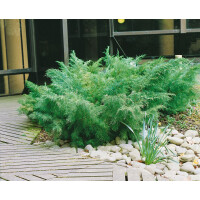 Juniperus chinensis Blaauw 2 L 15-  20