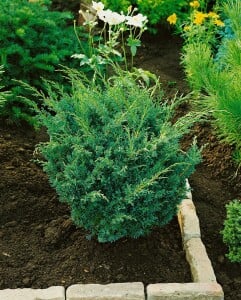 Juniperus chinensis Blaauw C  25-  30