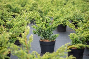 Juniperus chinensis Blue Alps 20- 30 cm