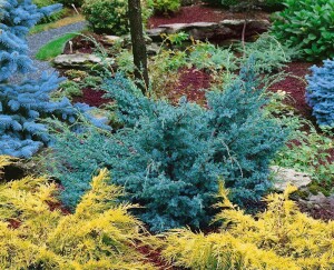 Juniperus chinensis Blue Alps 20- 30 cm