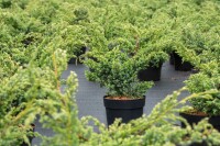 Juniperus chinensis Blue Alps 20- 30 cm